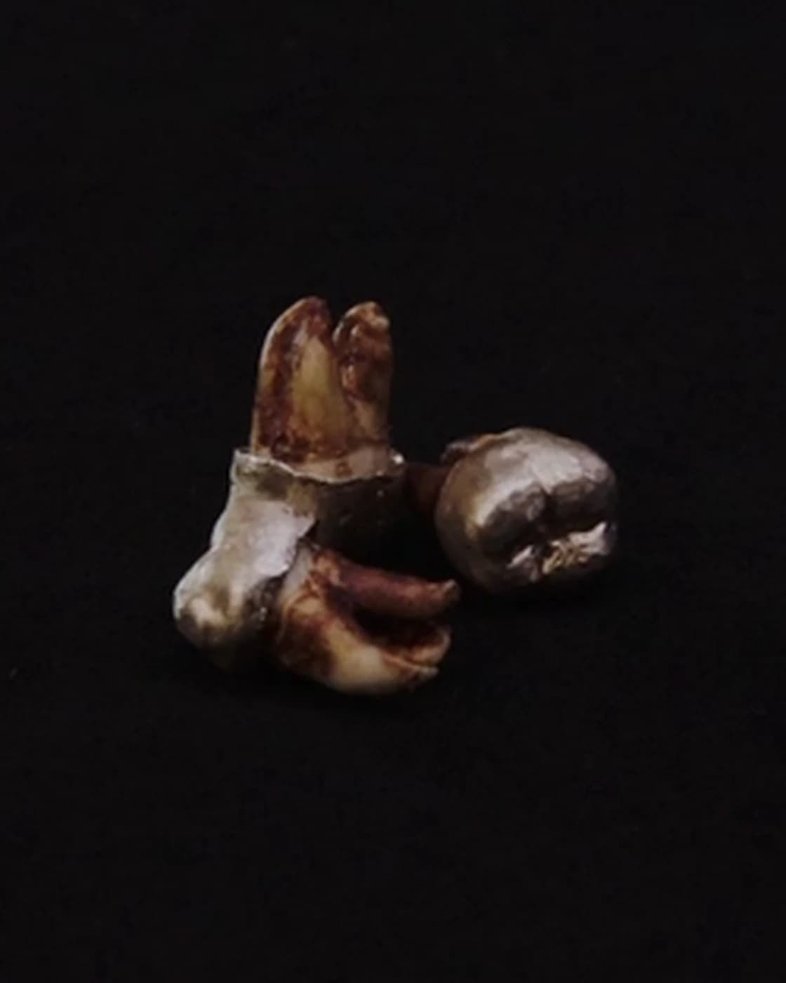 Three teeth cast in silver, tumbled together, roots and crowns showing